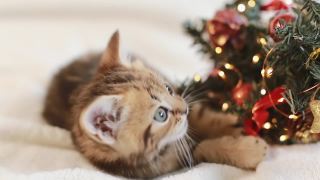圣诞树背景上可爱的条纹小猫视频素材模板下载