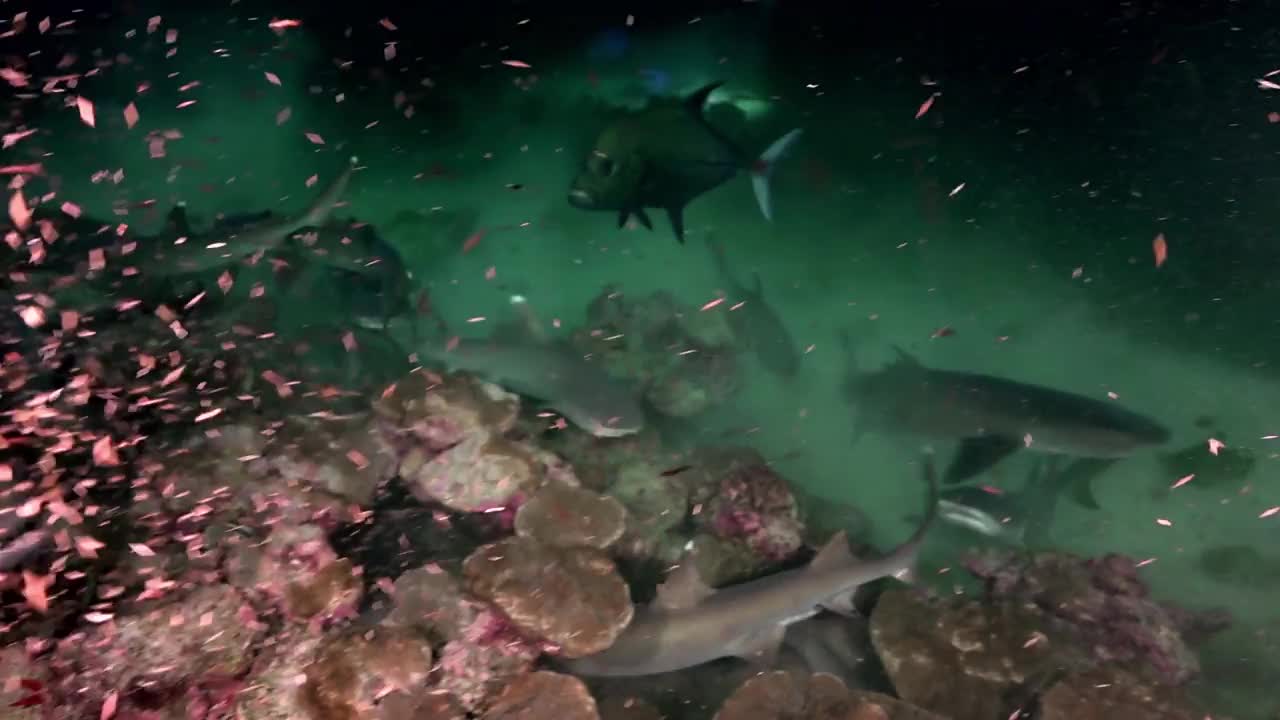白鳍鲨在夜晚寻找食物。