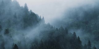 雾蒙蒙的松树林在下雨的天气，4K的神秘概念。寒冷的清晨，浓密的云杉林里飘起厚厚的云雾;初秋的清晨，松林笼罩着令人毛骨悚然的雾和薄雾
