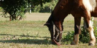 马在乡村的春天草地上吃草