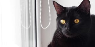 家黑猫坐在窗台上四处张望。黄眼睛黑猫脸部特写。舒适的家。视频4 k的决议