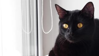 家黑猫坐在窗台上四处张望。黄眼睛黑猫脸部特写。舒适的家。视频4 k的决议视频素材模板下载