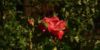 红橙花瓣的超级明星玫瑰与绿色的芽在花园里