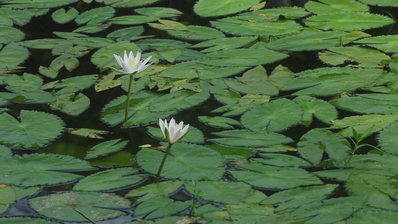 池塘中盛开的睡莲(睡莲科、睡莲、百合)。在雨季，河流和池塘里到处都是白色的睡莲。孟加拉国的国花。