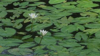 池塘中盛开的睡莲(睡莲科、睡莲、百合)。在雨季，河流和池塘里到处都是白色的睡莲。孟加拉国的国花。视频素材模板下载