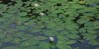池塘中盛开的睡莲(睡莲科、睡莲、百合)。在雨季，河流和池塘里到处都是白色的睡莲。孟加拉国的国花。