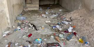 垃圾堆里一只无家可归的小猫。