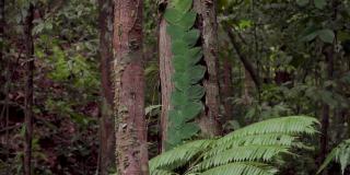 在热带雨林、山地森林、丛林中，寄生藤蔓树叶包裹在树干上的特写和倾斜镜头。