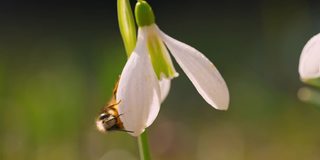 B用蜜蜂卷花