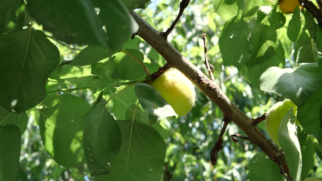 阳光明媚的日子里，绿杏子在树枝上成熟