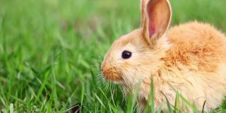 在一个阳光明媚的春天，一只年轻的毛茸茸的姜黄色小兔子坐在绿色的草地上吃着它