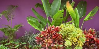 彩色巴豆叶背景。Codiaeum variegatum。美丽的自然背景和热带植物在自然环境中靠近前院房子紫色的墙在亚洲国家的当地街道
