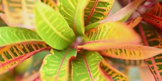 彩色的绿色和红色巴豆叶背景。Codiaeum variegatum。美丽的自然背景与巴豆植物在热带公园。充满活力的巴豆叶的特写。