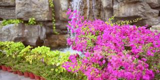 美丽的热带粉红色花朵和绿色植物在自然亚洲公园的岩石瀑布。水落自然池，度假旅游度假区概念背景。