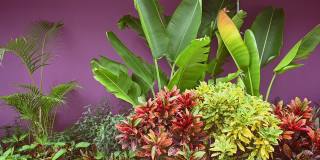 彩色巴豆叶背景。Codiaeum variegatum。美丽的自然背景和热带植物在自然环境中靠近前院房子紫色的墙在亚洲国家的当地街道