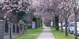樱花盛开在温哥华城市的住宅大道上。春天的生活方式的概念。
