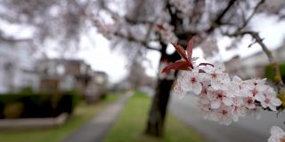 樱花盛开在温哥华城市的住宅大道上。春天的生活方式的概念。