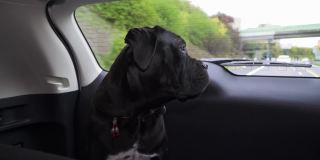狗藤Corso初级宠物坐在汽车后部和主人旅行。