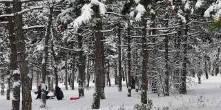 冬日公园里，人们在松树间的雪地里散步和玩耍
