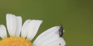 爱沙尼亚，一只在花边爬行的甲虫