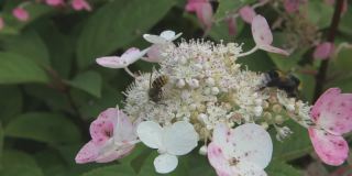 蜜蜂从花园里的白花上收集花粉。在春天盛开的花朵。阳光下开着花的树枝
