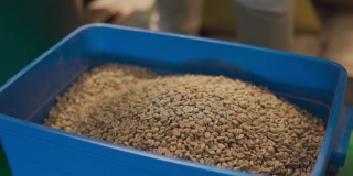 靠近亚洲华人工作高级工匠舀生咖啡豆从桶到称重机和混合它在工厂仓库的咖啡烘焙过程