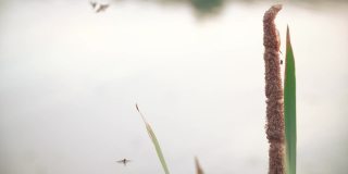 芦苇和飞蚊