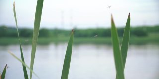 芦苇和飞蚊