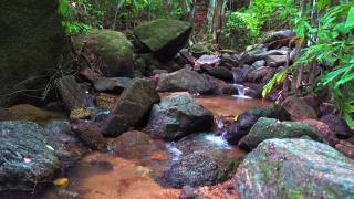 森林里的山涧里有泉水。水从石头上流过。山区河流视频素材模板下载