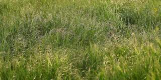 田野上碧绿的小草在阵阵寒风中摇曳。