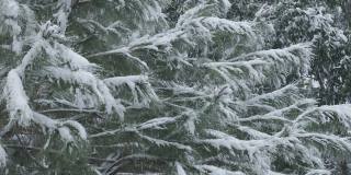 在冬天，松树被雪覆盖，从中间向天空倾斜