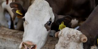 农场围场里一头牛的脸的特写。牛奶产量。