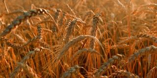 太阳落山时，田里的麦穗落了下来。小麦农业收获农业经营理念。走在大片的麦田里。夏季大丰收的麦田上景观生活方式。在BMPCC 6K上拍摄