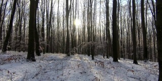 阳光明媚的冬日山林景观