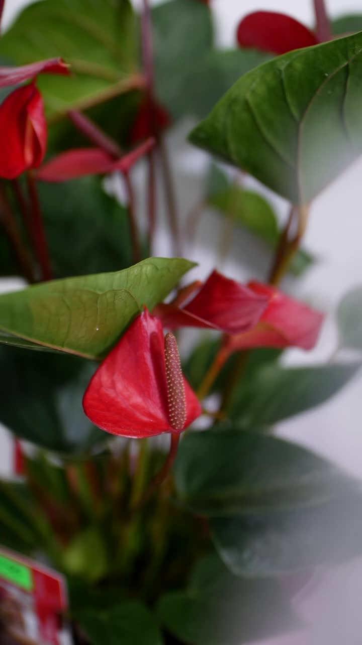 垂直视频。花盆里美丽的红色红掌花。花店