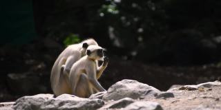在Junagadh的丛林里，两只灰色的印度猴子在吃地上的食物。