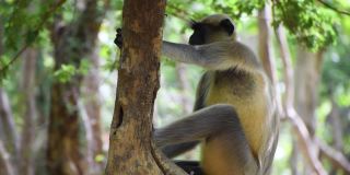 印度古吉拉特邦朱纳加德丛林中，印度猴子坐在树上的特写镜头