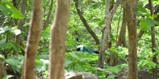 印度古吉拉特邦朱纳加德的绿色雨林中的孔雀