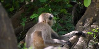 丛林中的印度猴子格雷·兰格尔的特写肖像。在印度古吉拉特邦的吉纳尔山