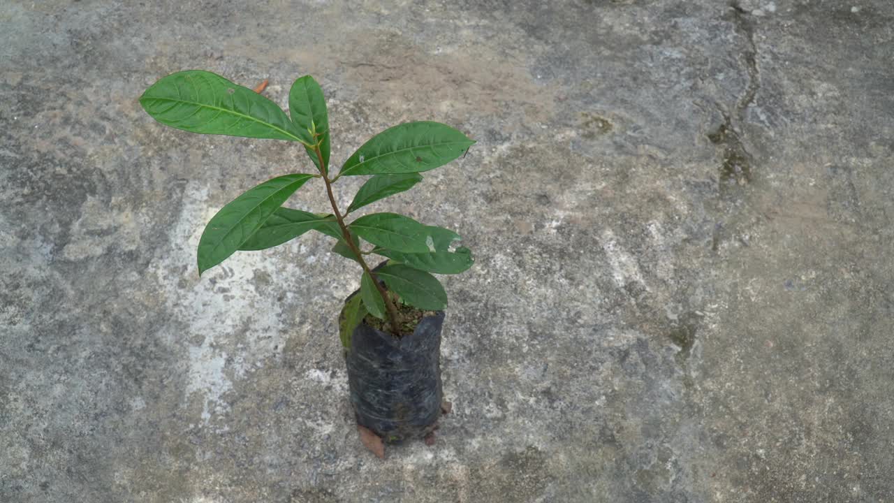 在亚马逊雨林重新造林的苗圃中的巴西玫瑰木Pau Rosa树幼苗。环境概念，生态学，生物多样性，阿妮巴玫瑰，生物经济，保护，自然。