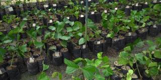 在亚马逊雨林重新造林的苗圃中的巴西玫瑰木Pau Rosa树幼苗。环境概念，生态学，生物多样性，阿妮巴玫瑰，生物经济，保护，自然。