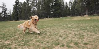 快乐的金毛猎犬在慢动作中玩捡东西和奔跑
