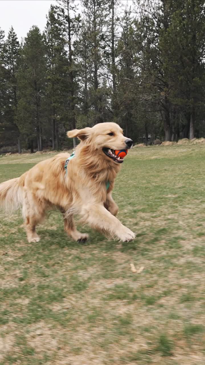 快乐的金毛猎犬在慢动作中玩捡东西和奔跑