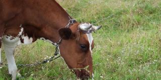 红斑牛在草地上吃草。奶牛在美丽的草地上吃草。农场和农业概念。4 k分辨率的视频。