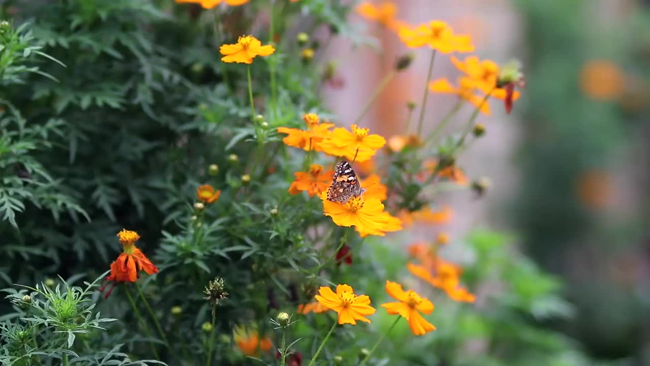 橙色的宇宙花在花园里