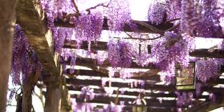 紫色的紫藤花悬挂在露台的木梁上
