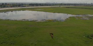 在野外野外穿过草地，俯瞰两匹野马。养马、生态、马术、探索动力理念。阳光明媚的春日，一匹棕色的马在草地上吃草