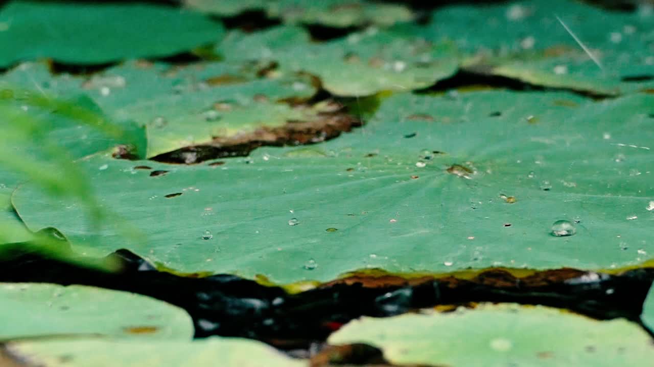 雨点落在池塘里的荷叶上