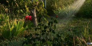 水从花园软管的喷头和玫瑰花丛中喷射出来