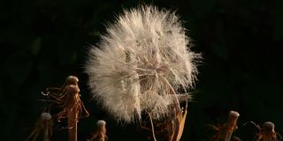 蒲公英状的蓬松种子头的花叫山羊胡子在风中